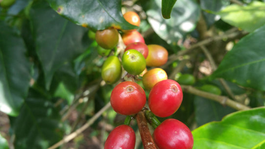 Brazil - Single Origin (Wholesale)