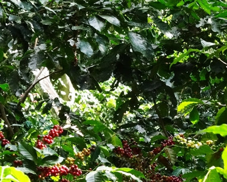 El Salvador - Single Origin