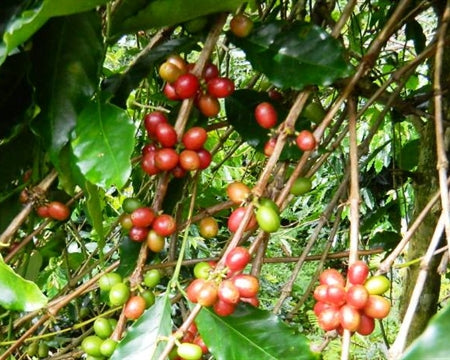 Sulawesi - Single Origin (Wholesale)